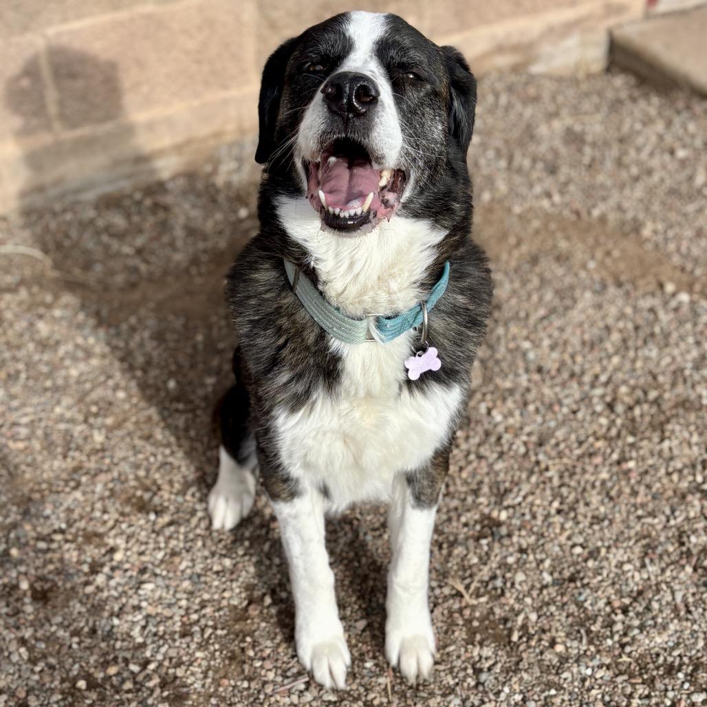 Enlarge Berny, a Adoptable mixed breed in Glenwood Springs, CO image 6/6