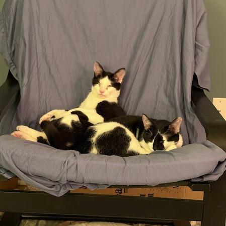 Enlarge Oreo (bonded with Michy), a Adoptable Domestic Short Hair in Wilmington, DE image 2/6