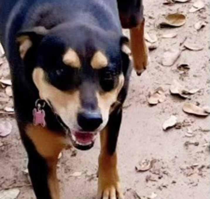 Enlarge Henry, a Adoptable mixed breed in Inez, TX image 1/4