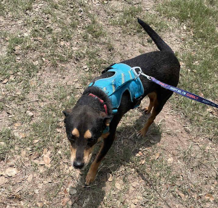 Enlarge Henry, a Adoptable mixed breed in Inez, TX image 3/4