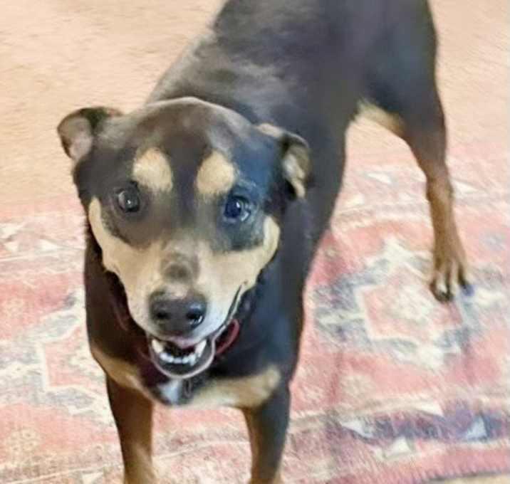 Enlarge Henry, a Adoptable mixed breed in Inez, TX image 4/4