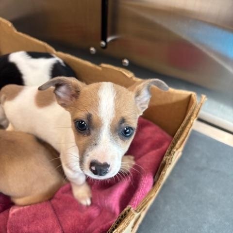 Hearts (The Deck Litter) — thumbnail 2