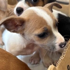 Hearts (The Deck Litter) — thumbnail 3