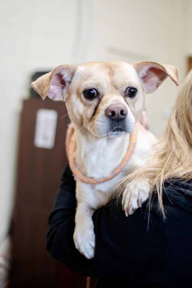 Enlarge Napoleon, a Adoptable mixed breed in Frankfort, NY image 1/3