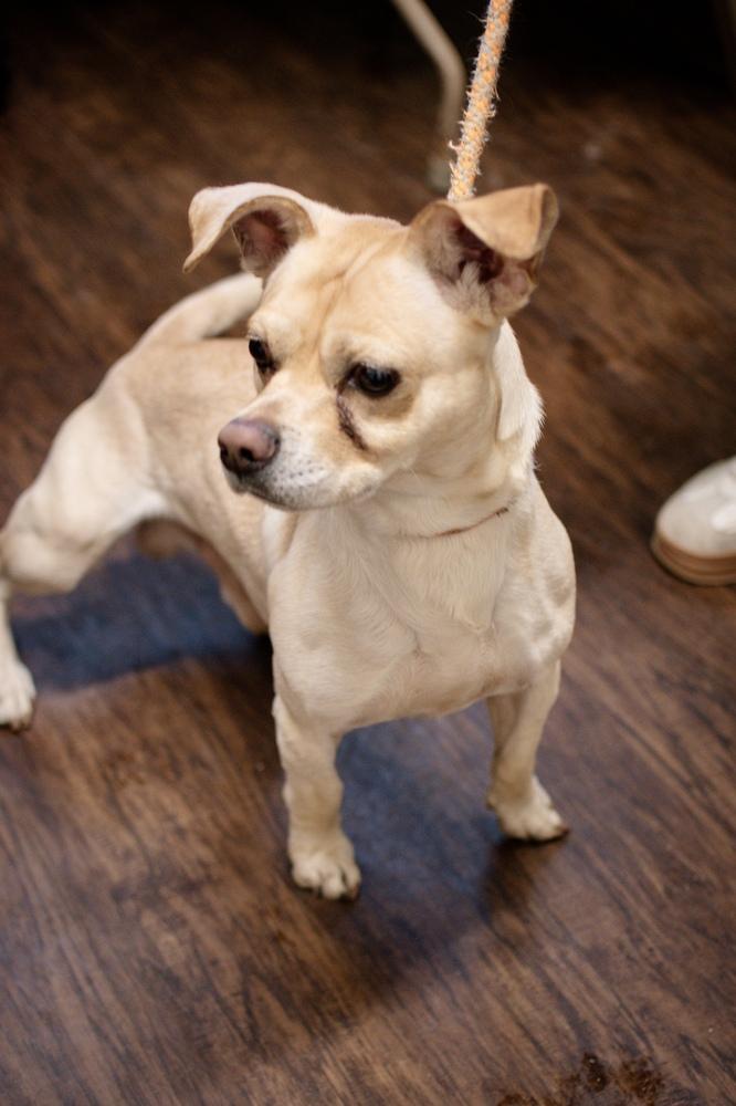 Enlarge Napoleon, a Adoptable mixed breed in Frankfort, NY image 3/3