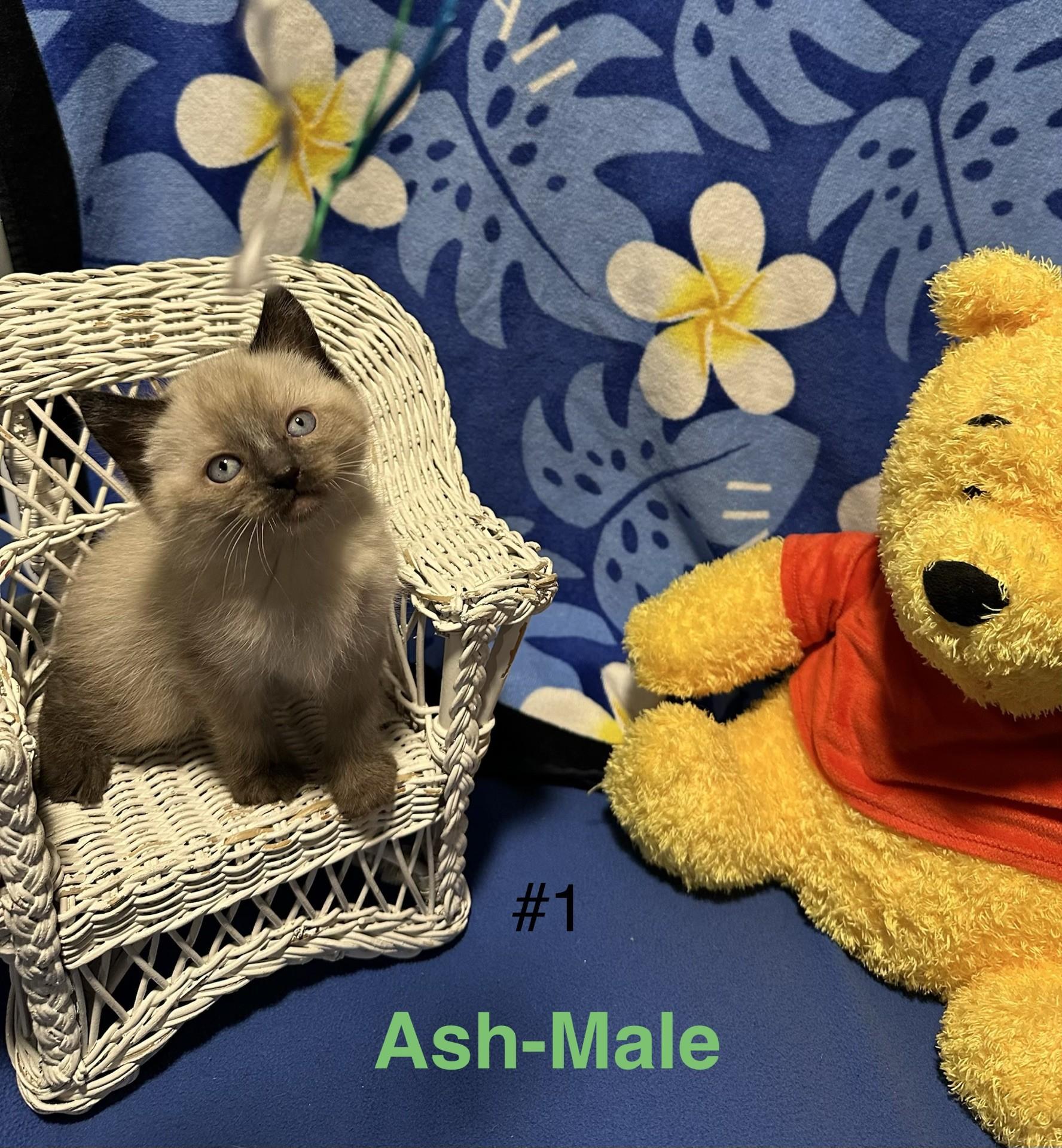 Ash, adopted, Kitten Male Domestic Short Hair.