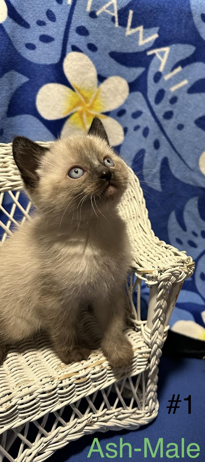 Ash, an adopted Domestic Short Hair in Reno, NV image 2/2