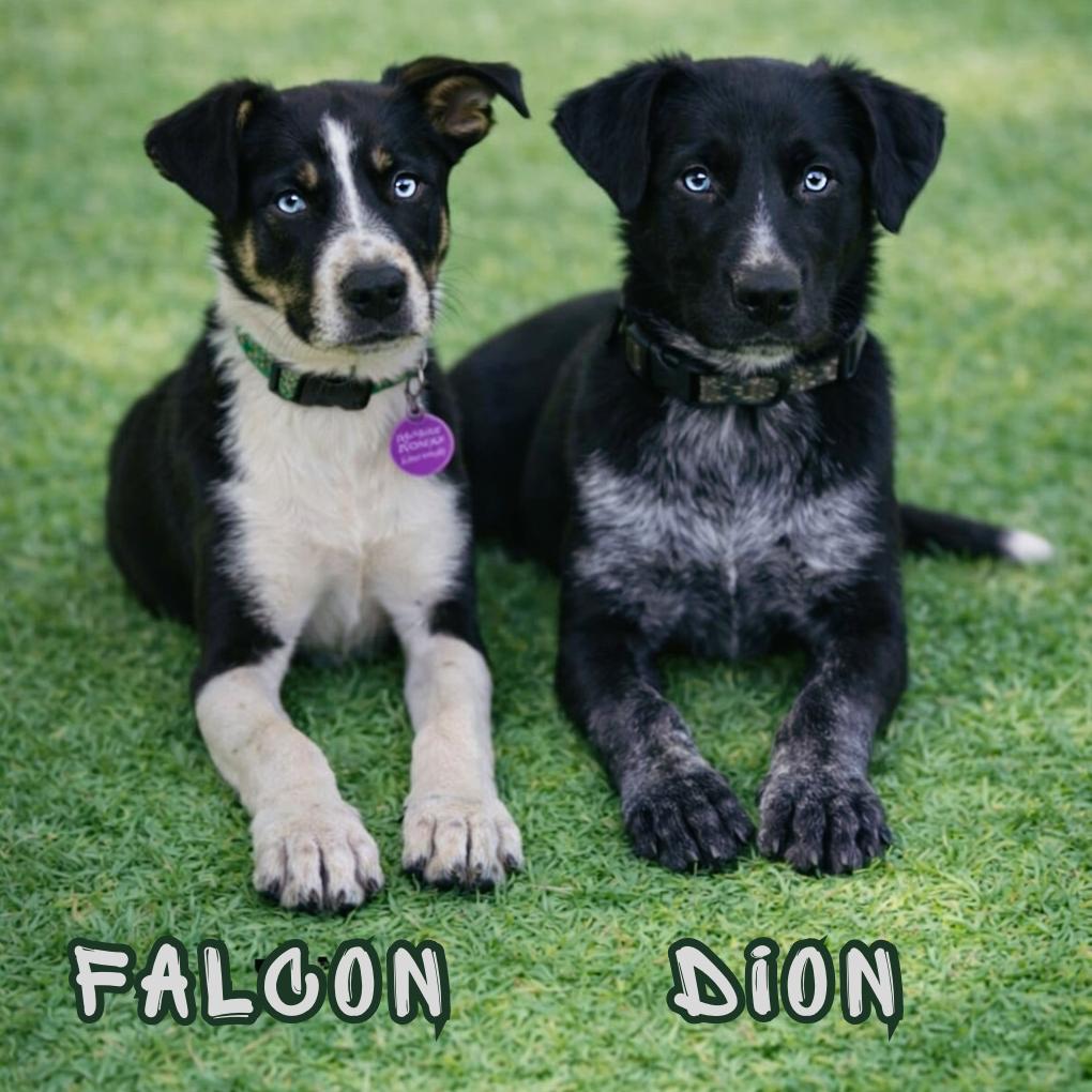 Enlarge Dion, a Adoptable mixed breed in Phoenix, AZ image 1/1