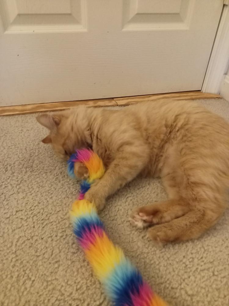 Momma Good Gravy (G), a Adoptable Domestic Medium Hair in catonsville , MD image 1/2