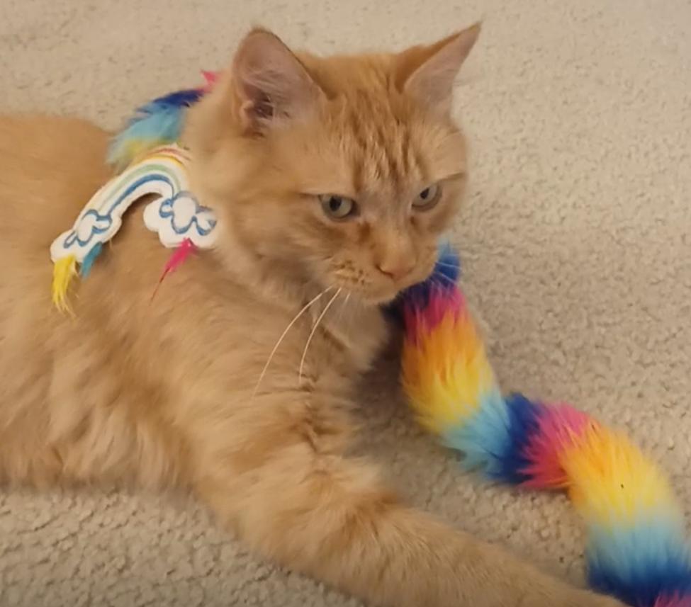 Momma Good Gravy (G), a Adoptable Domestic Medium Hair in catonsville , MD image 2/2