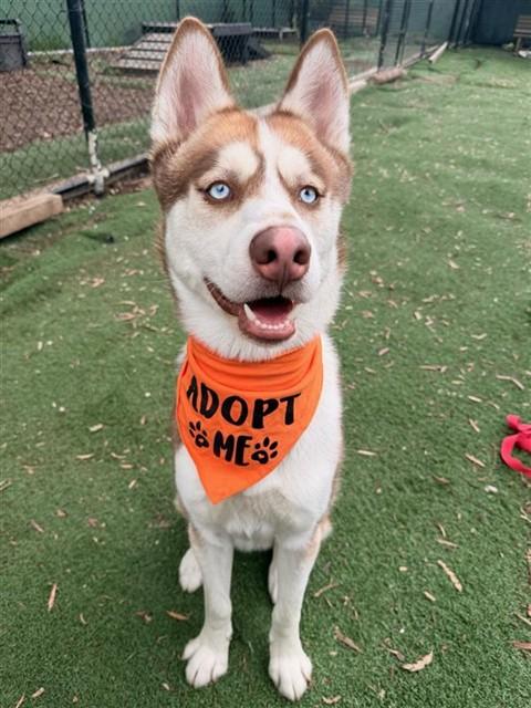 PETE, Adoptable, Young Male Siberian Husky.