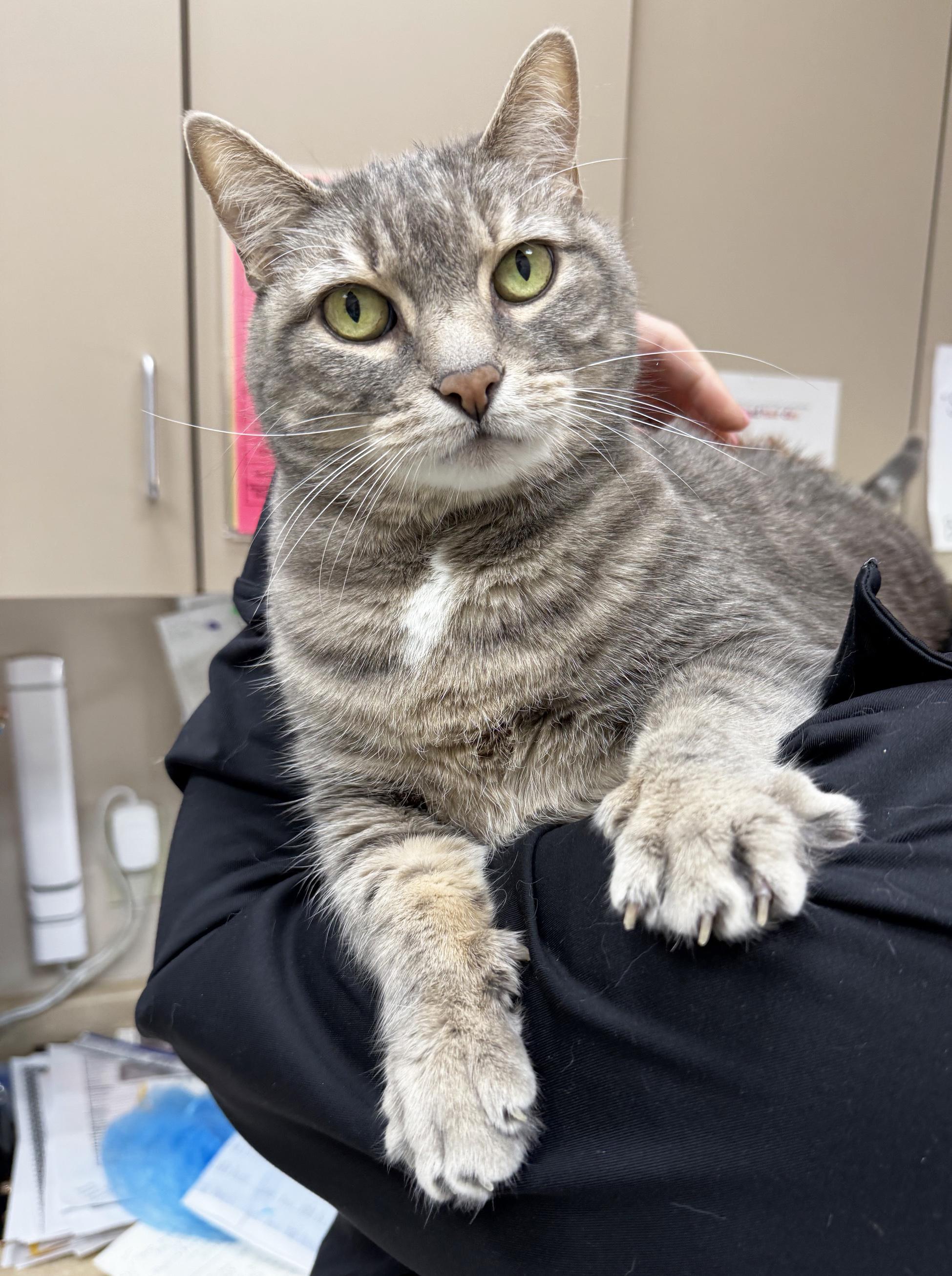 Saspur - super loving handsome big sweetheart, adopted, Adult Male Tabby.