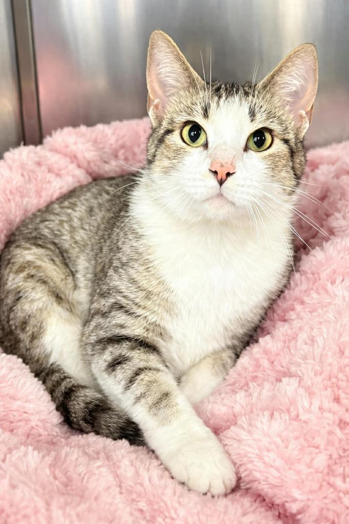 Enlarge Tabby, a Adoptable mixed breed in Columbia, TN image 1/1