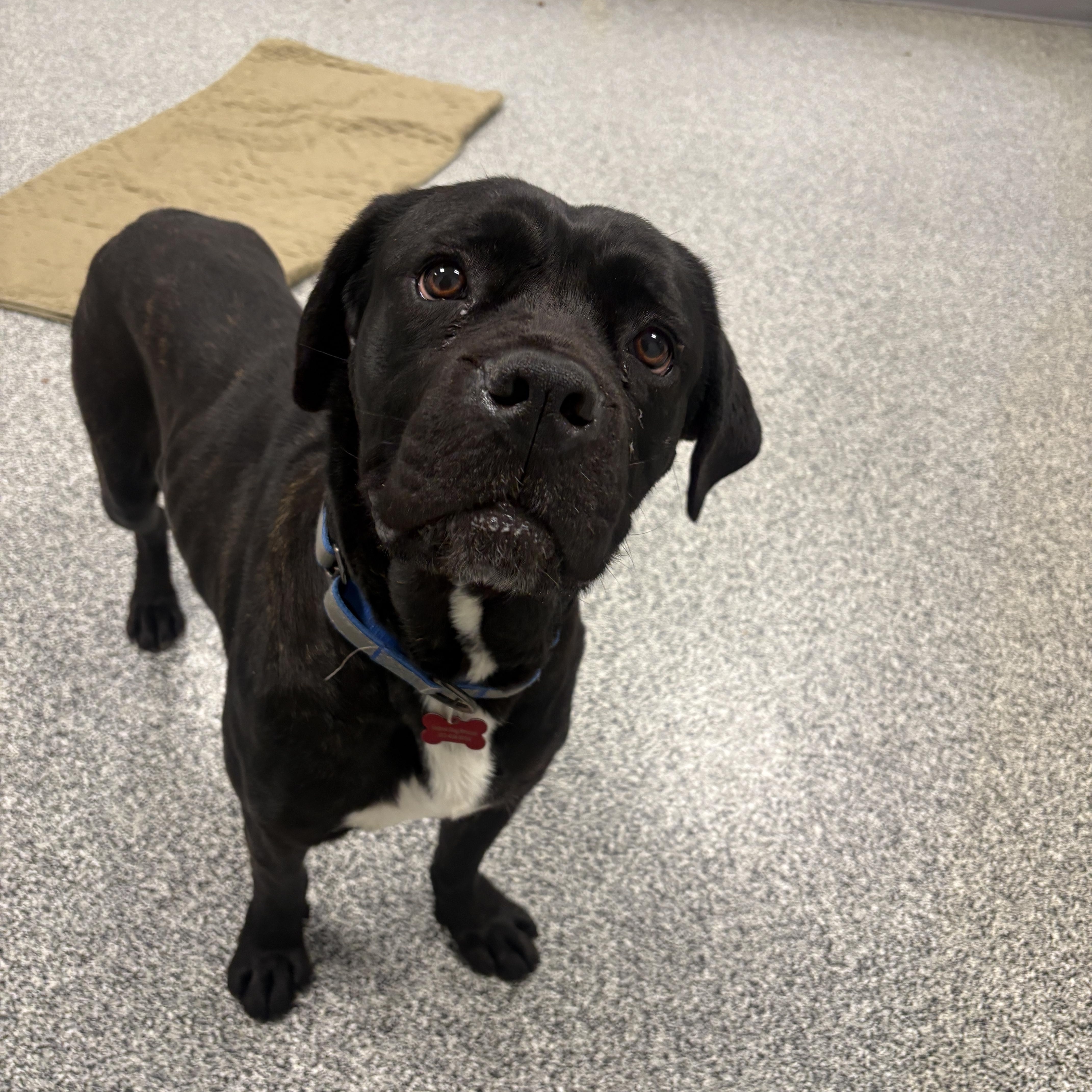 Wilma, a ADOPTABLE mixed breed in Detroit, MI image 2/6