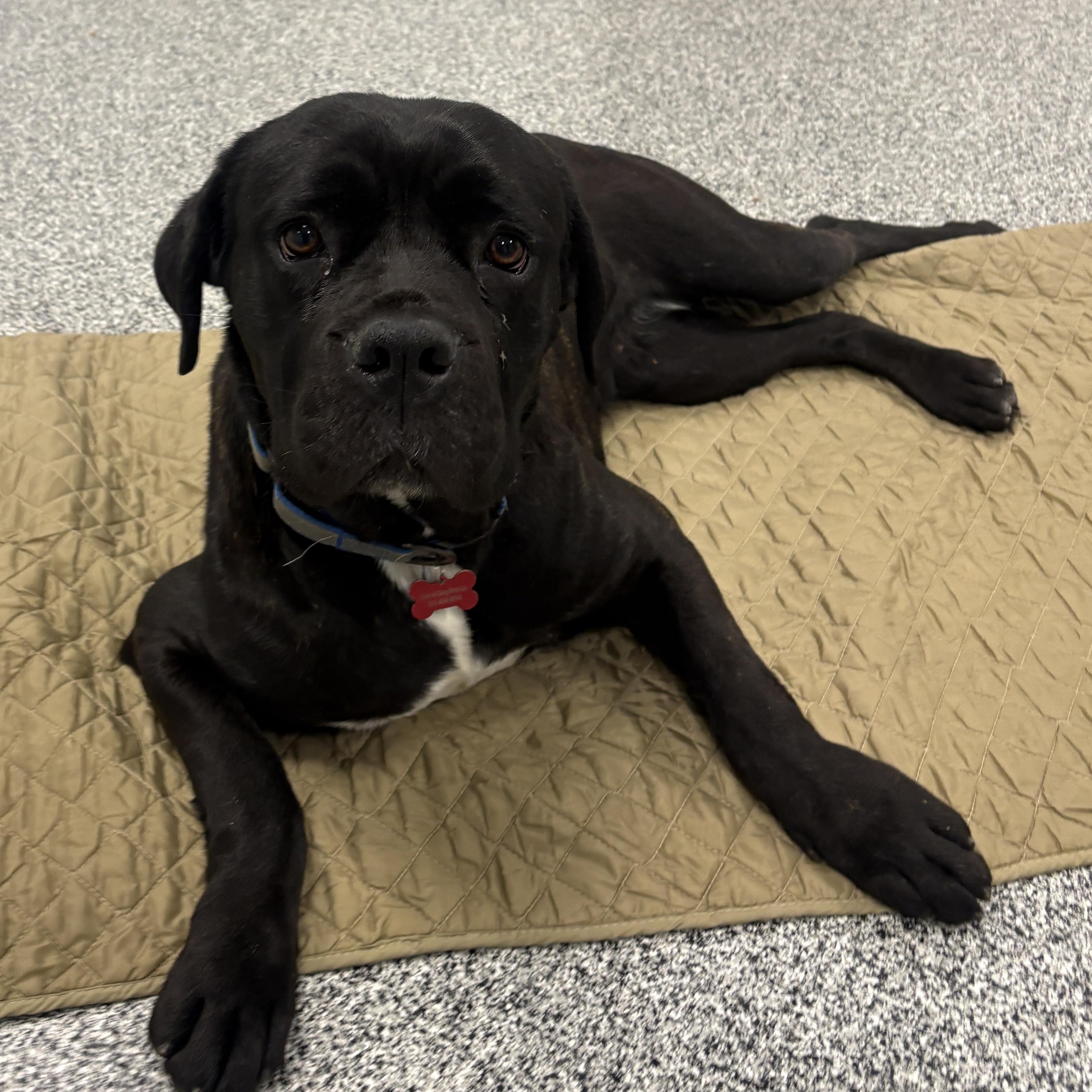 Wilma, a ADOPTABLE mixed breed in Detroit, MI image 1/6