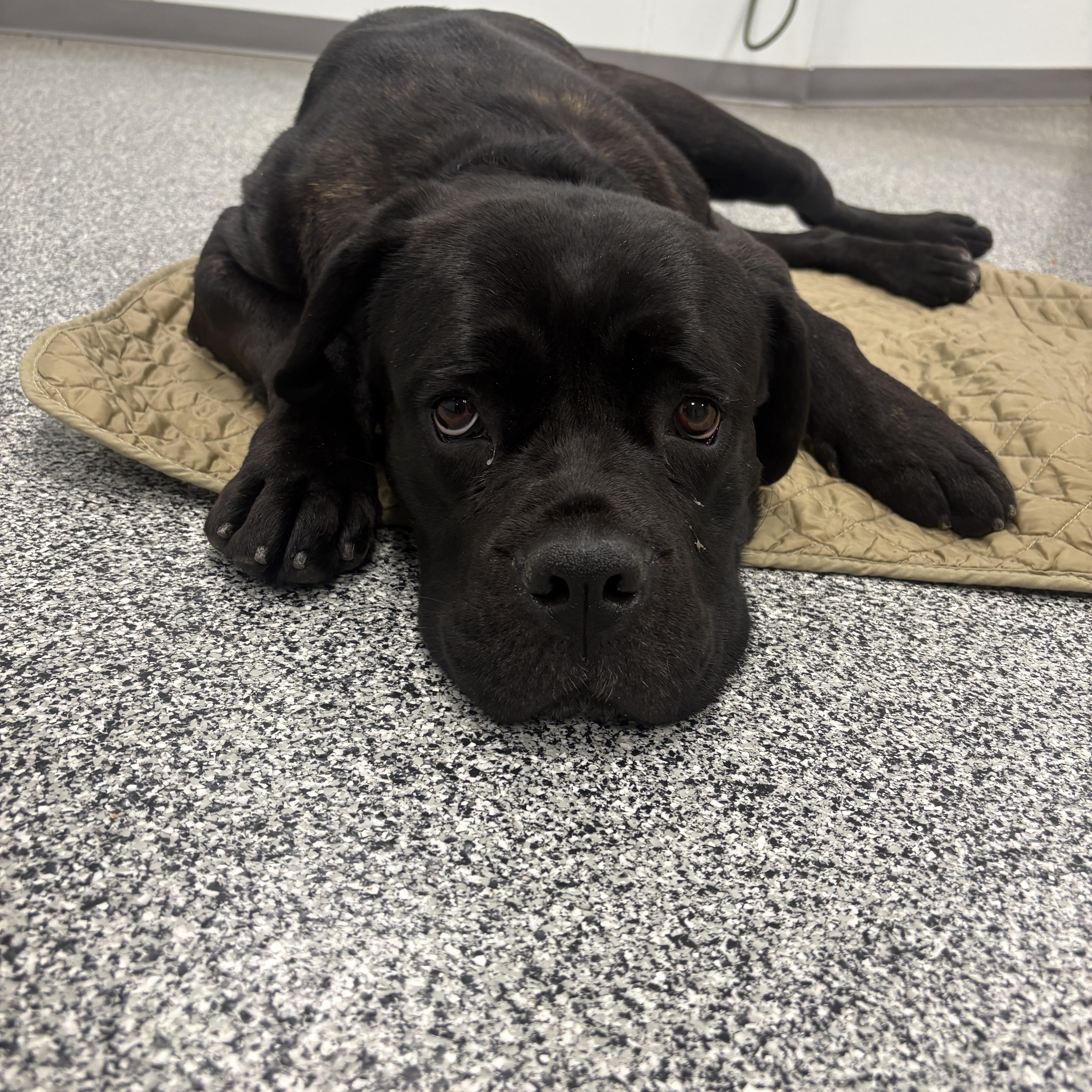 Wilma, a ADOPTABLE mixed breed in Detroit, MI image 5/6
