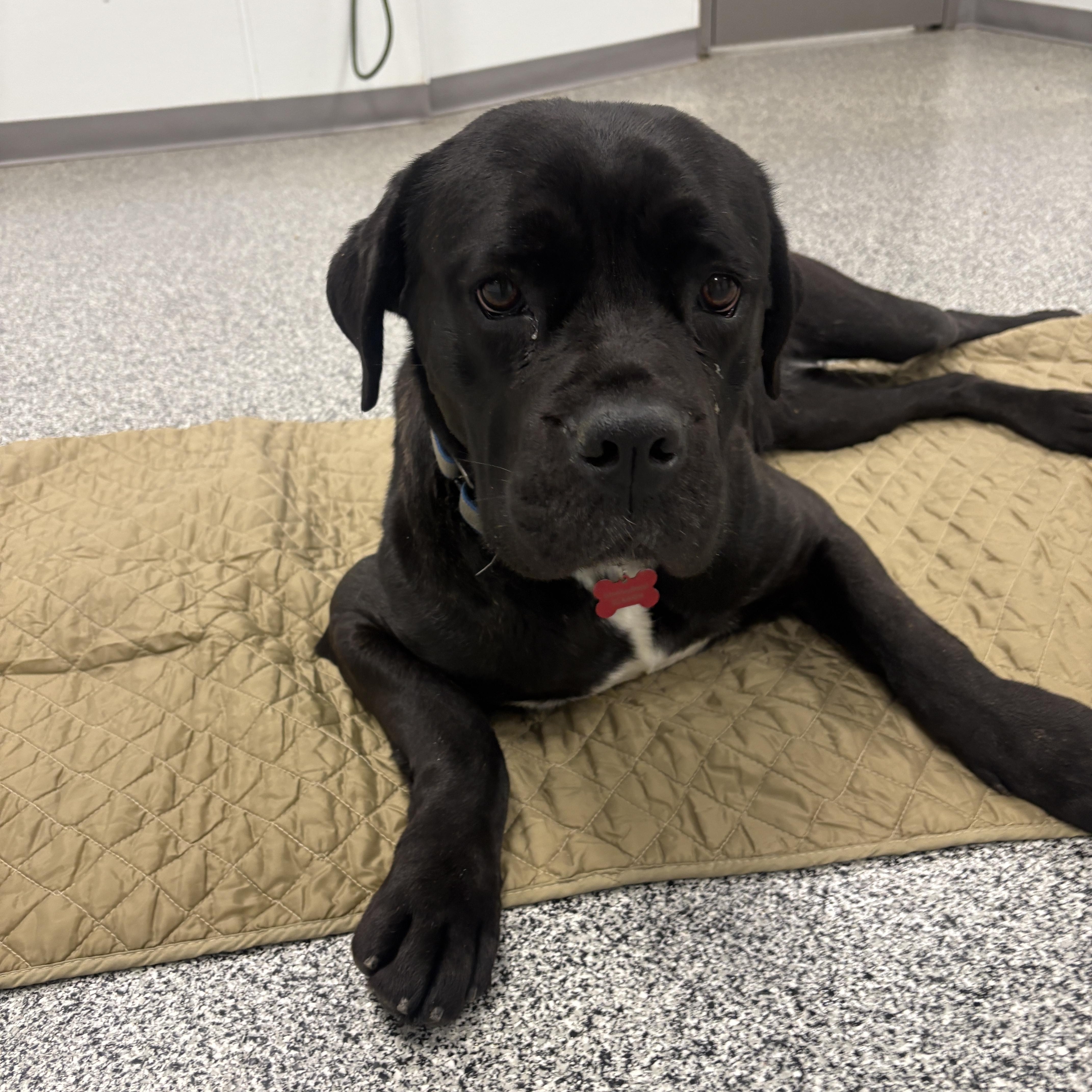 Wilma, a ADOPTABLE mixed breed in Detroit, MI image 6/6