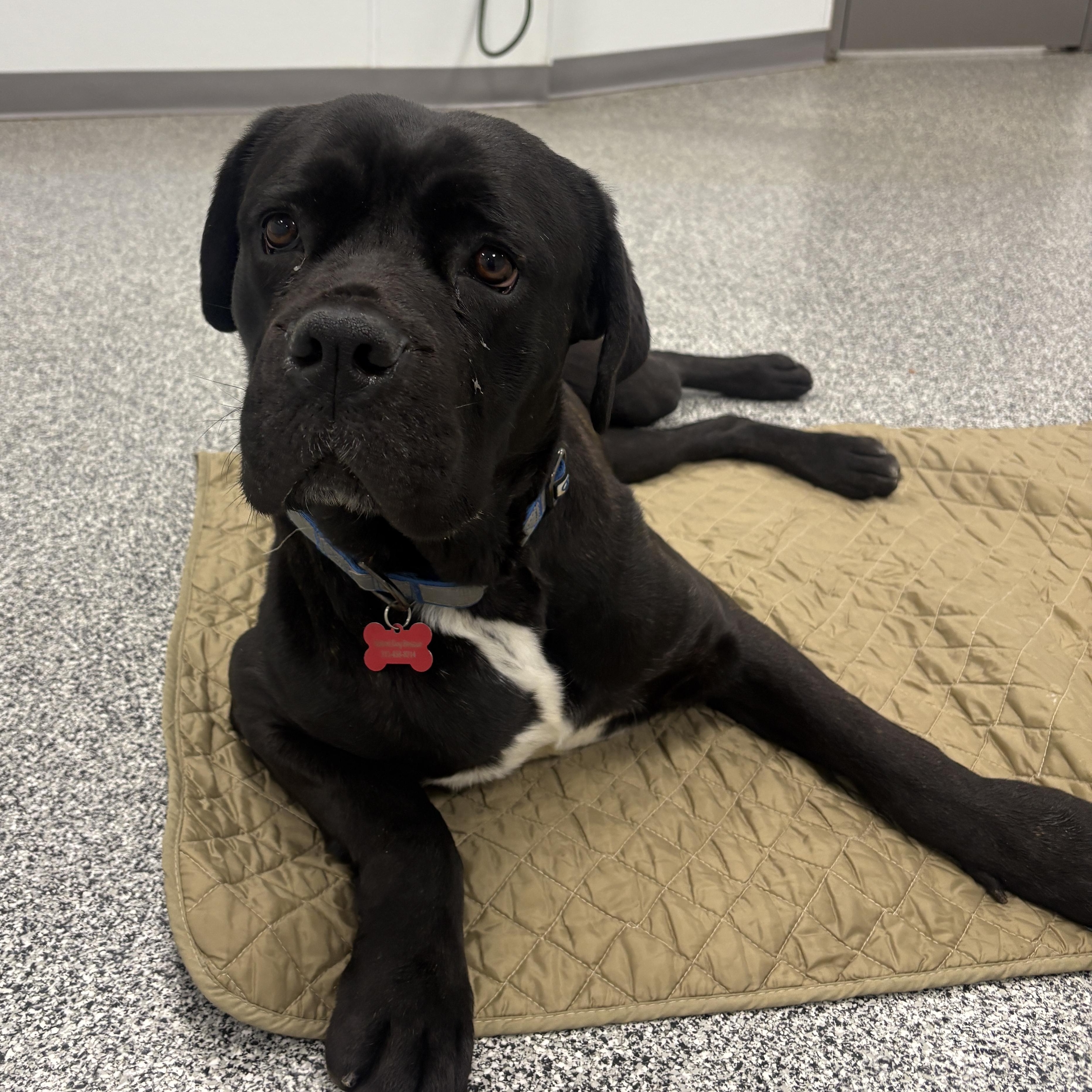 Wilma, a ADOPTABLE mixed breed in Detroit, MI image 3/6