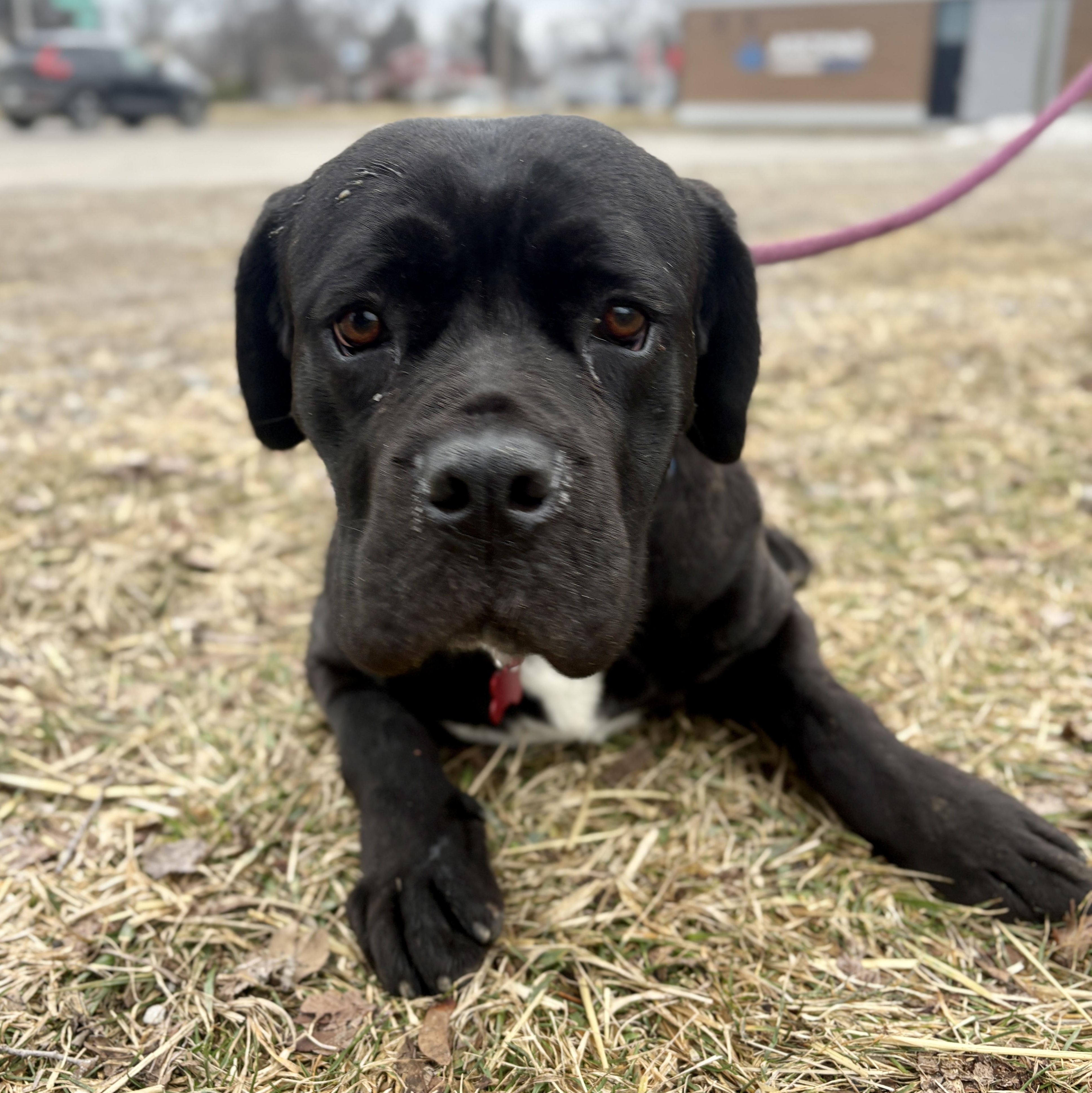Wilma, a ADOPTABLE mixed breed in Detroit, MI image 4/6