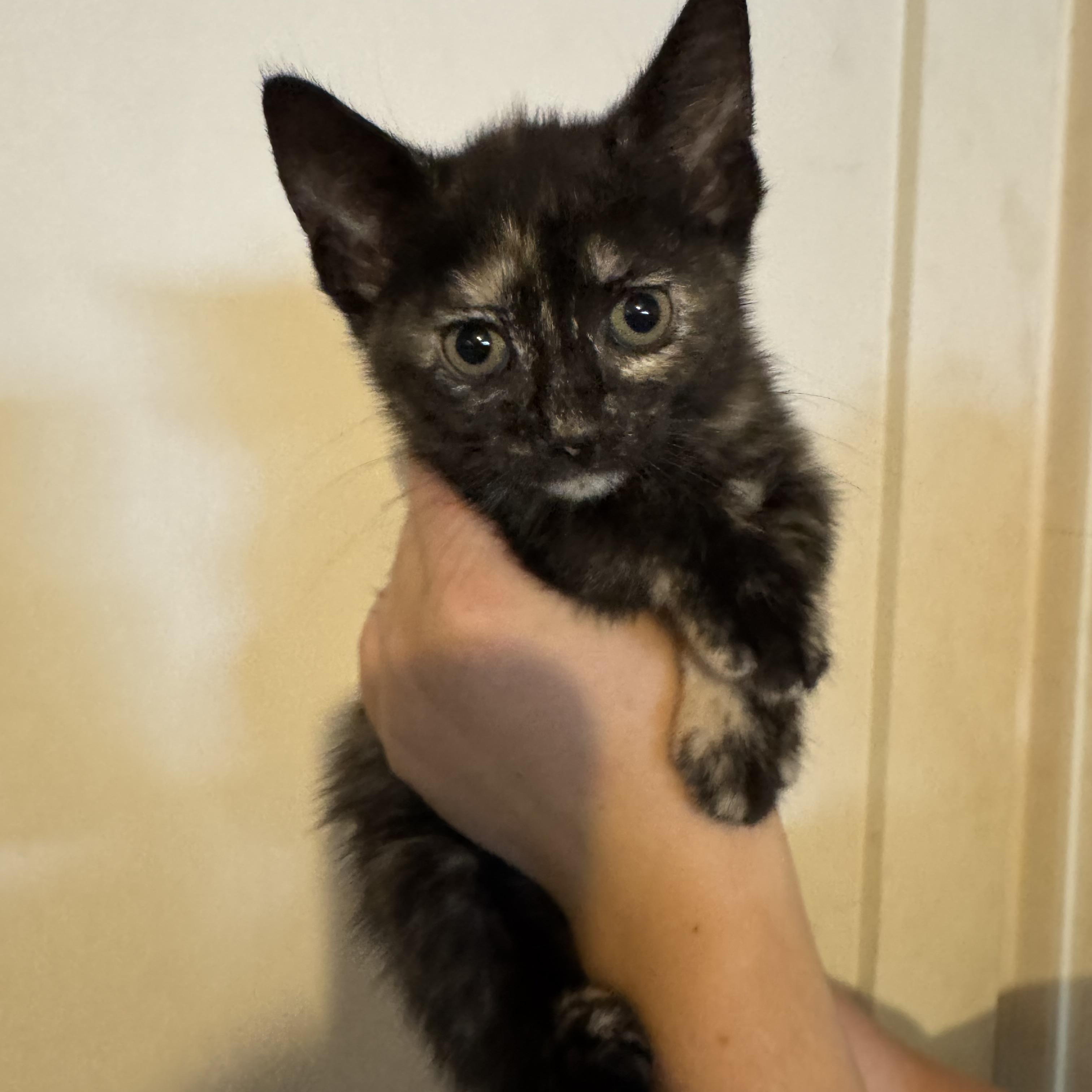 Enlarge Freya Bella, a Adoptable Tortoiseshell in Wanaque, NJ image 1/6