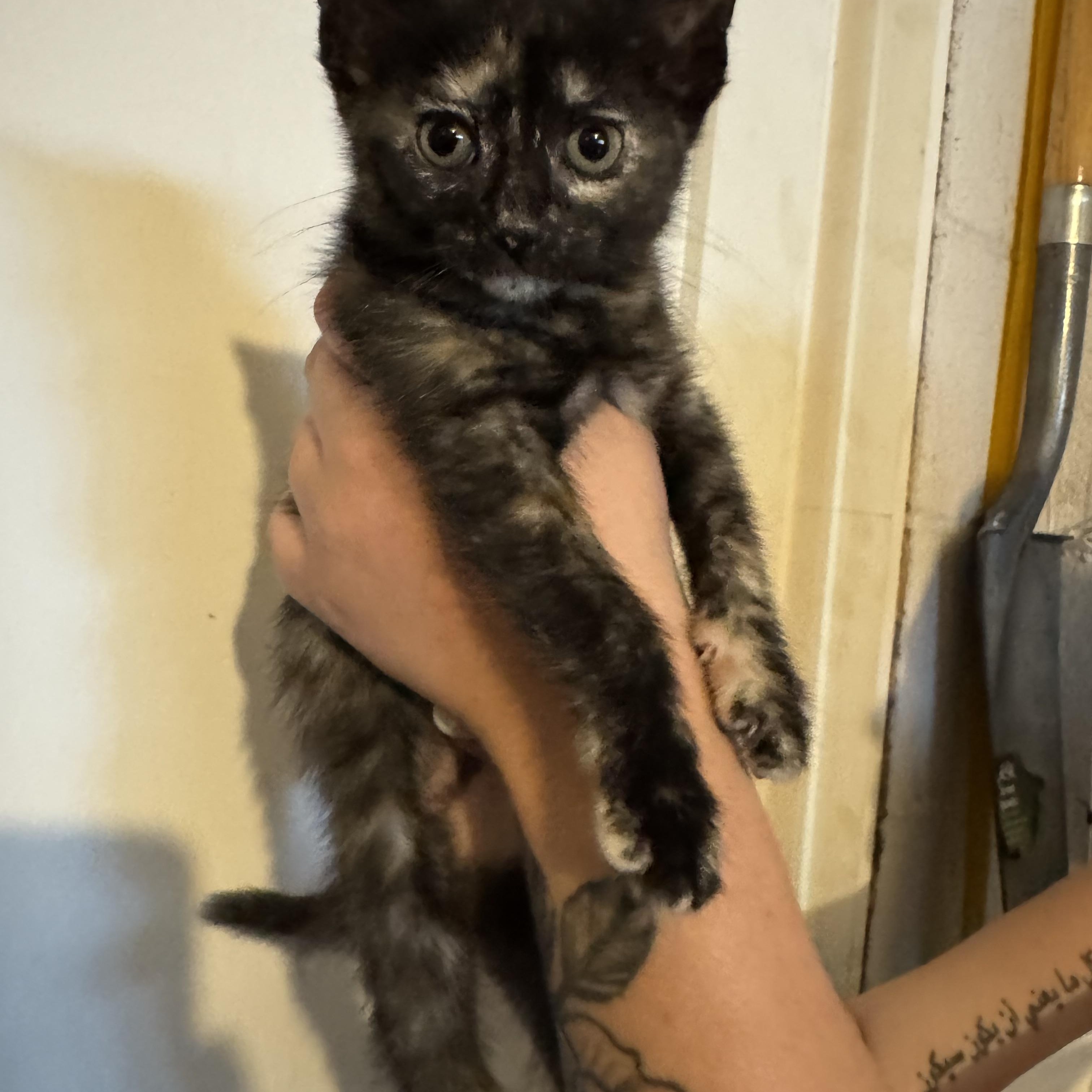Enlarge Freya Bella, a Adoptable Tortoiseshell in Wanaque, NJ image 6/6