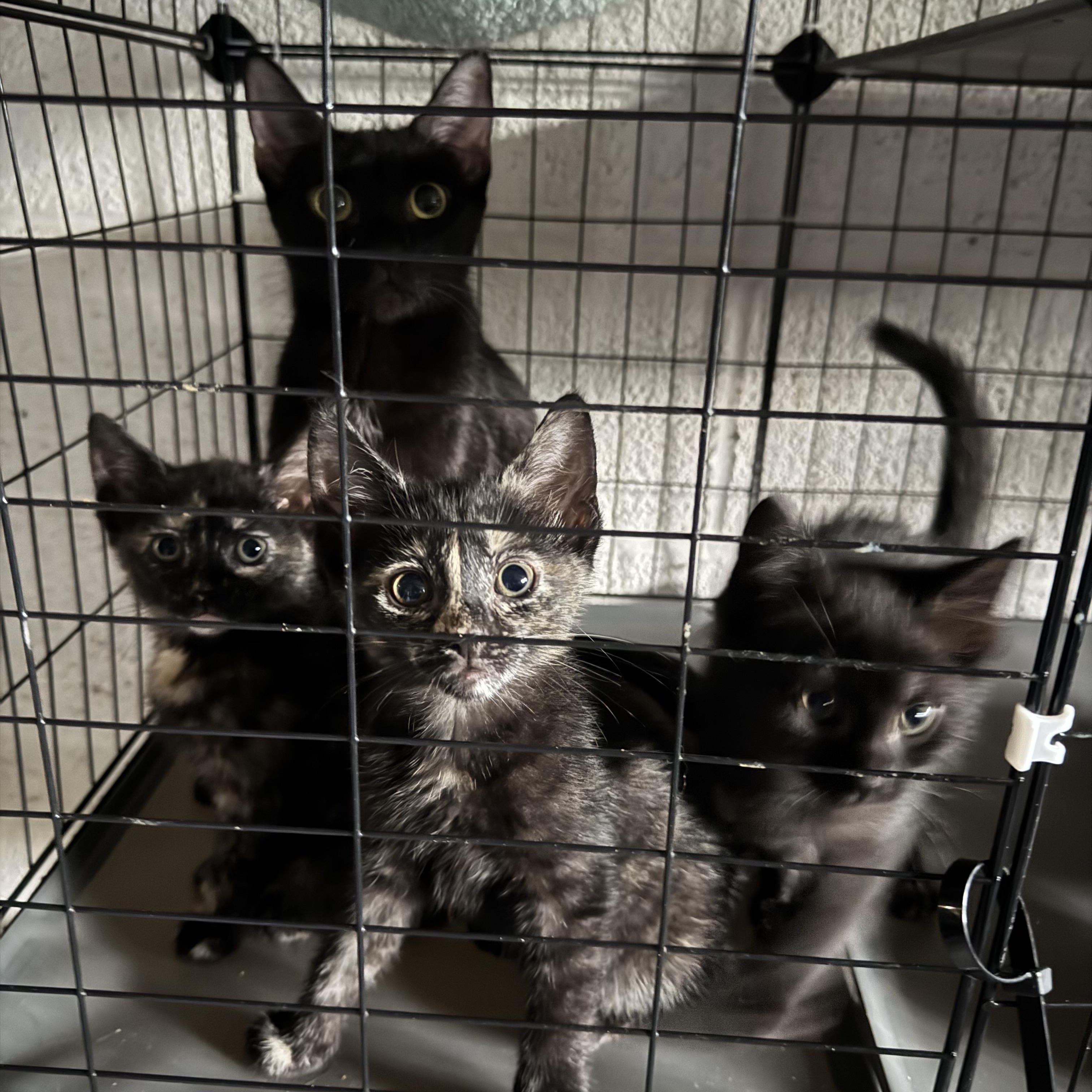 Enlarge Freya Bella, a Adoptable Tortoiseshell in Wanaque, NJ image 5/6