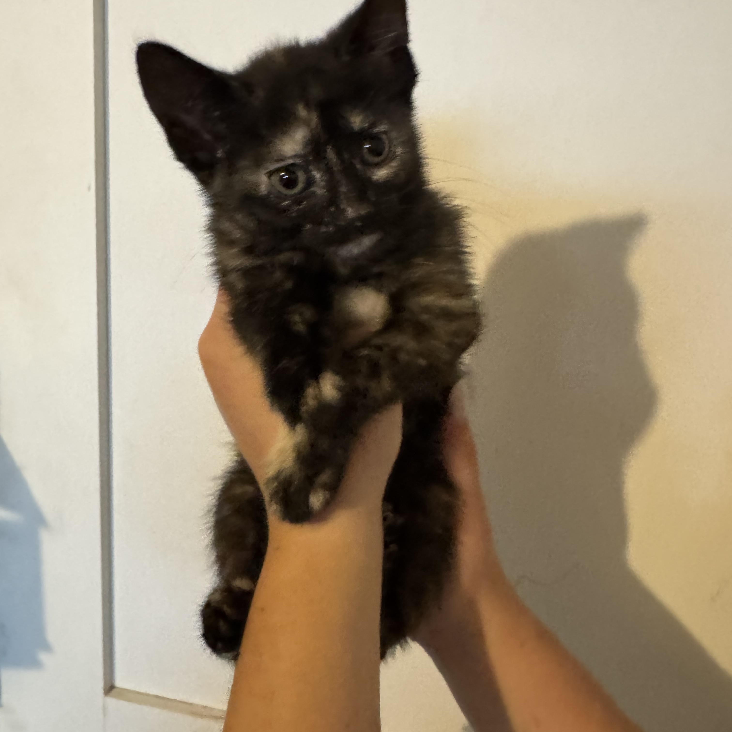 Enlarge Freya Bella, a Adoptable Tortoiseshell in Wanaque, NJ image 4/6