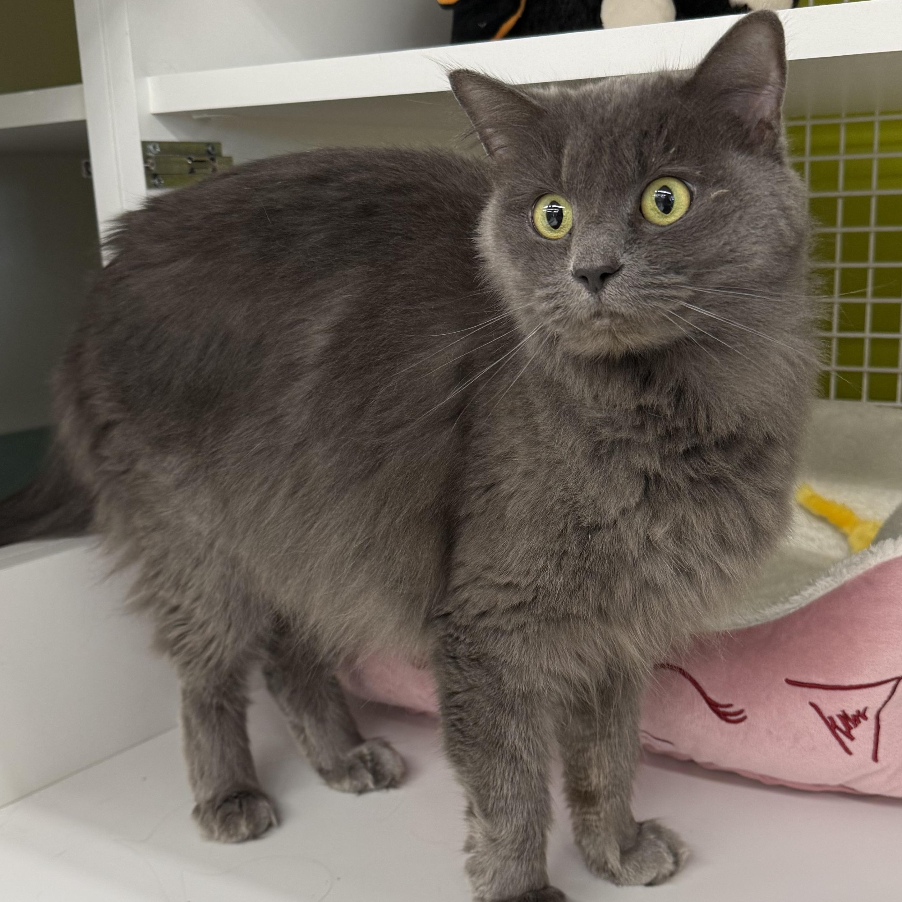 Praline, adoptable, Adult Female Nebelung & Domestic Medium Hair.