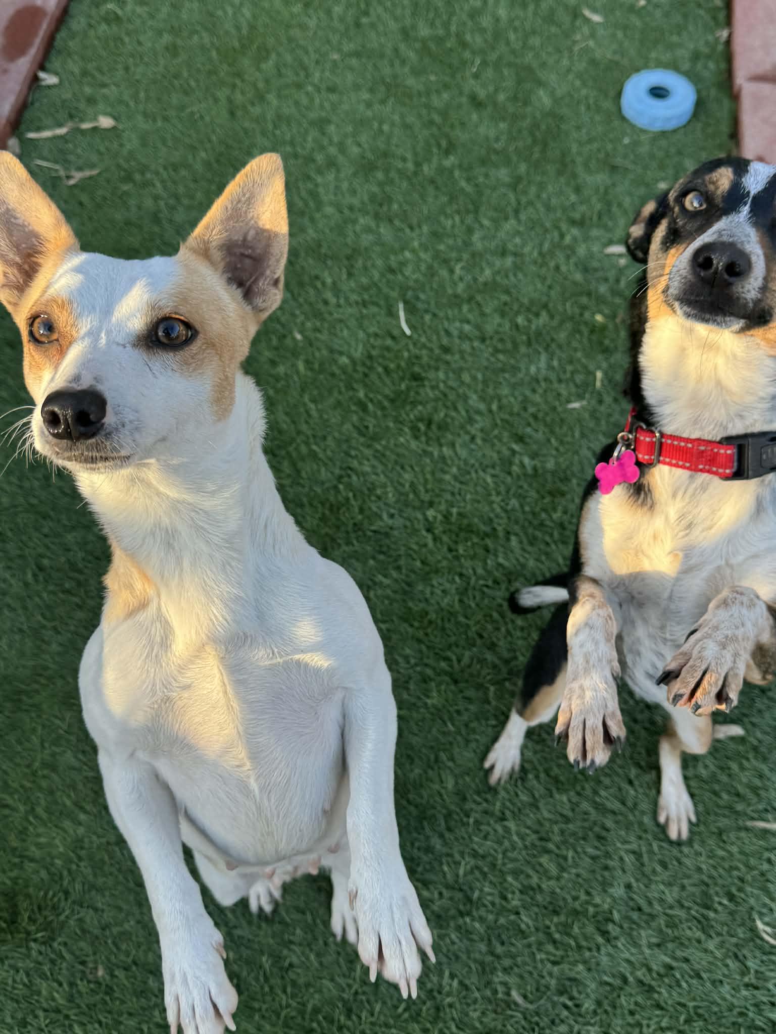 Enlarge Melbourne, a ADOPTABLE mixed breed in Beavercreek, OR image 4/6