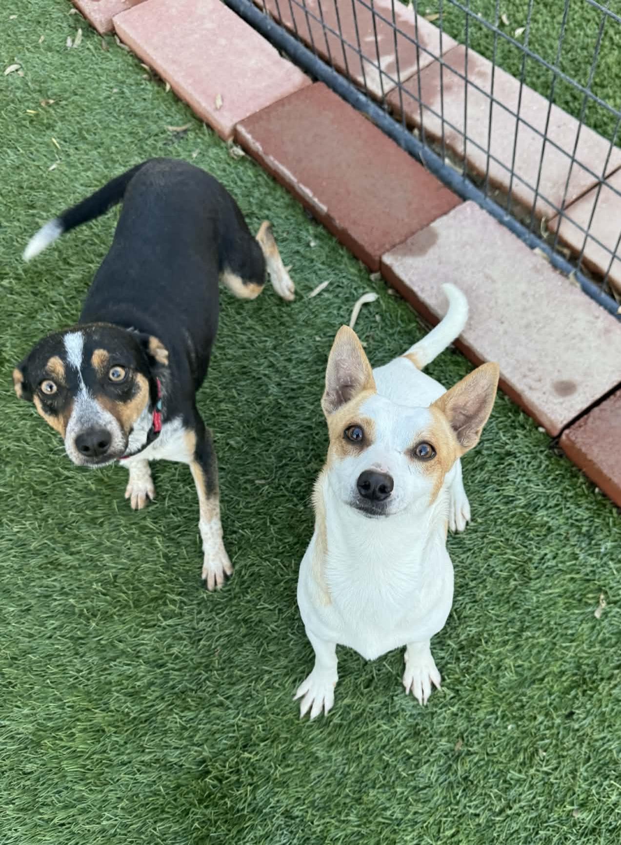 Enlarge Melbourne, a ADOPTABLE mixed breed in Beavercreek, OR image 5/6