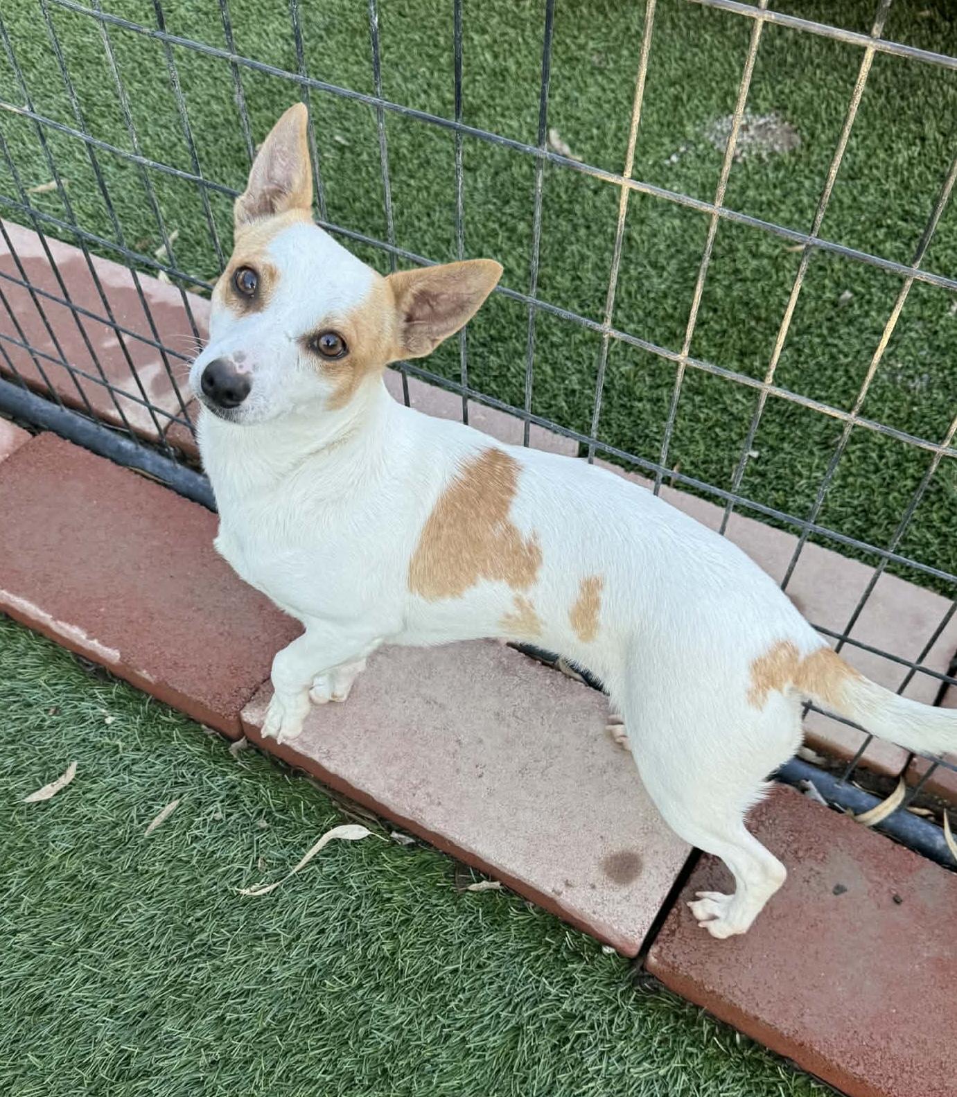 Enlarge Melbourne, a ADOPTABLE mixed breed in Beavercreek, OR image 3/6