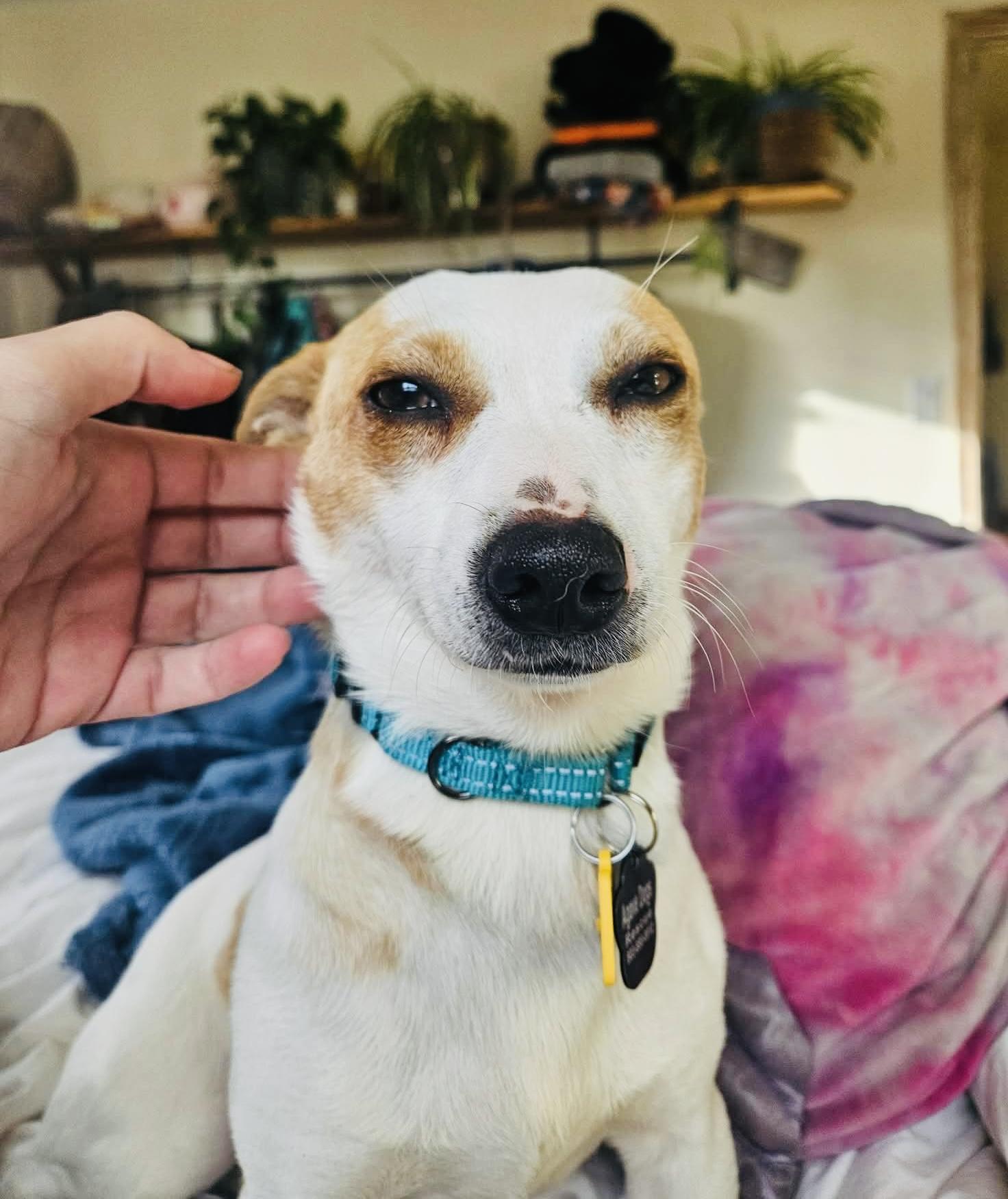 Melbourne, ADOPTABLE, Adult Female Chihuahua.