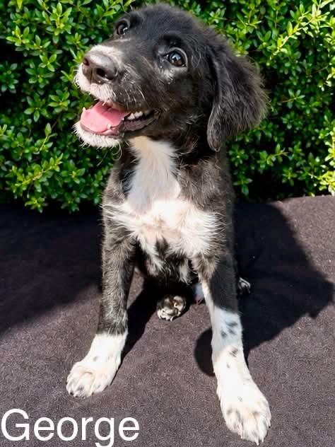 George - Beatles Litter, adopted, Puppy Male Retriever & Great Pyrenees.