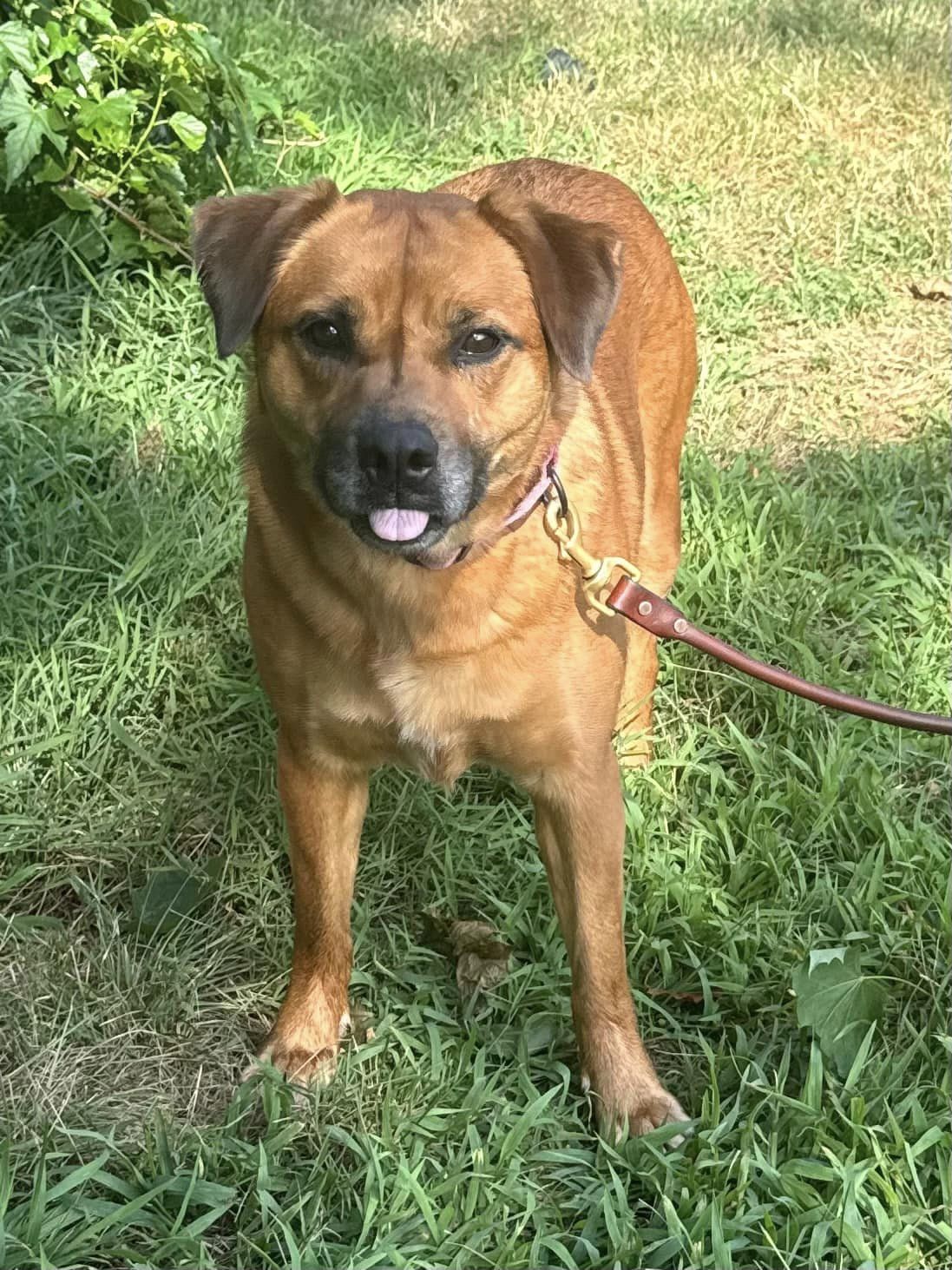 Enlarge Amelia, a Adoptable mixed breed in Old Westbury, NY image 1/6