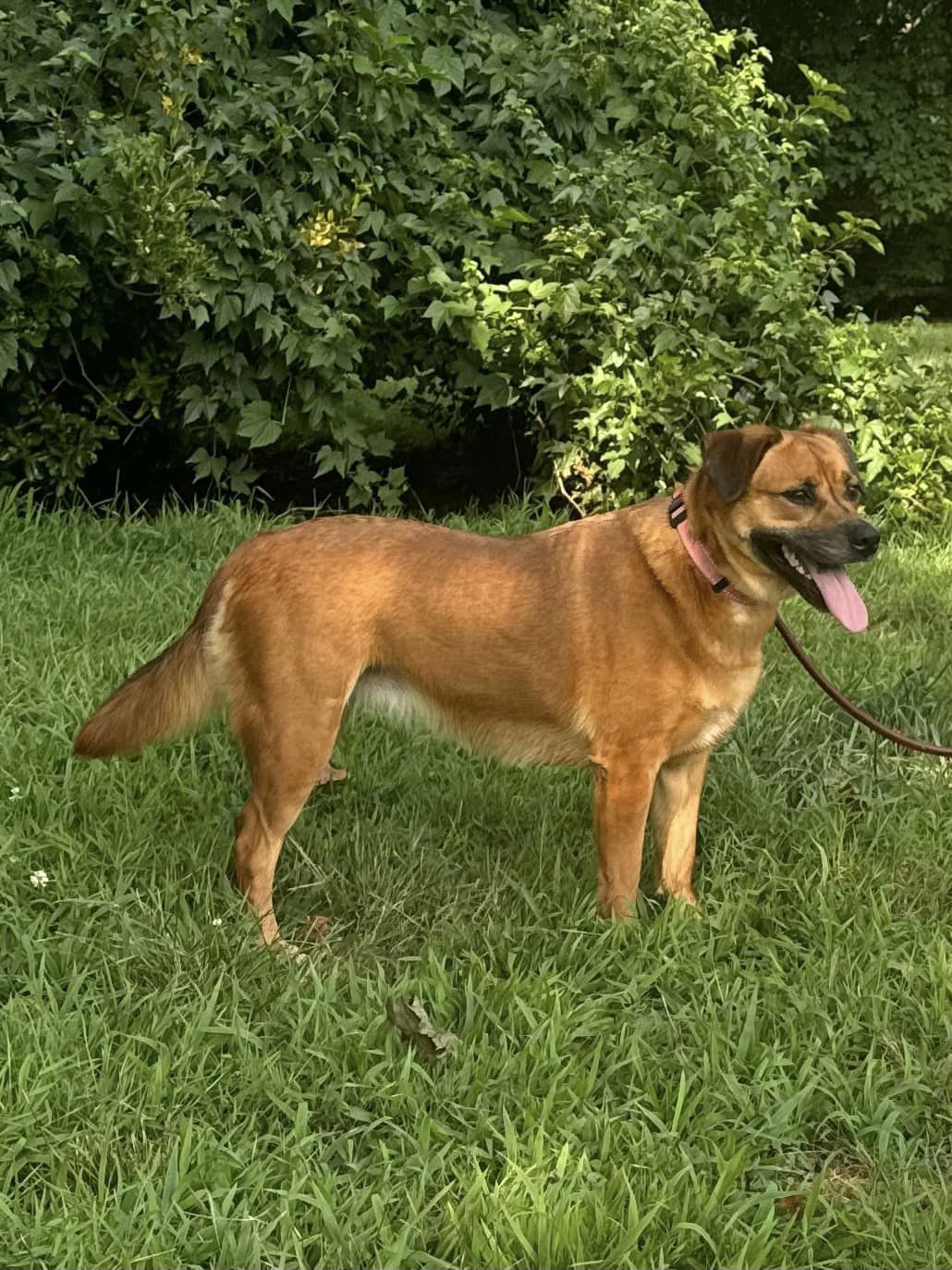 Enlarge Amelia, a Adoptable mixed breed in Old Westbury, NY image 2/6