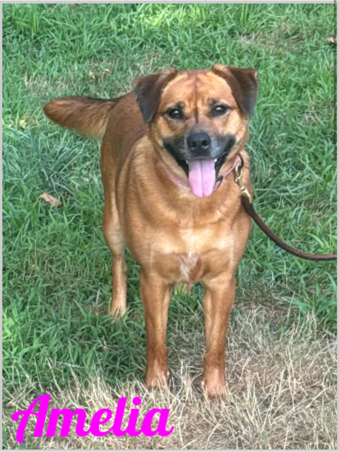 Enlarge Amelia, a Adoptable mixed breed in Old Westbury, NY image 3/6