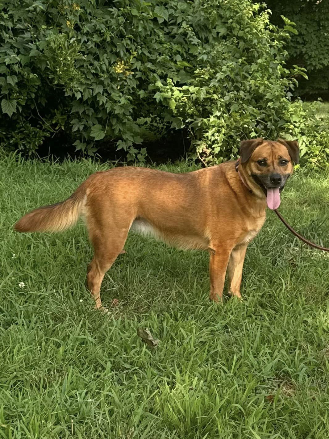 Enlarge Amelia, a Adoptable mixed breed in Old Westbury, NY image 4/6