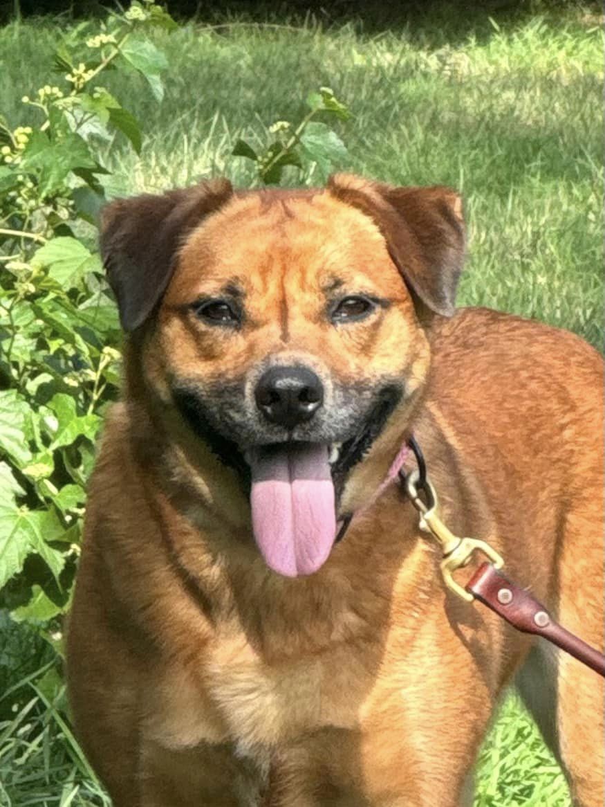 Enlarge Amelia, a Adoptable mixed breed in Old Westbury, NY image 5/6