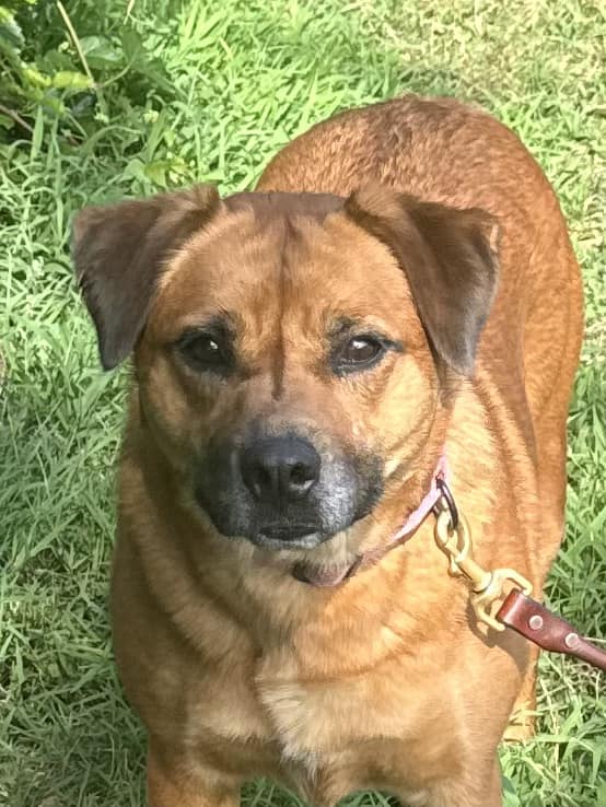 Enlarge Amelia, a Adoptable mixed breed in Old Westbury, NY image 6/6