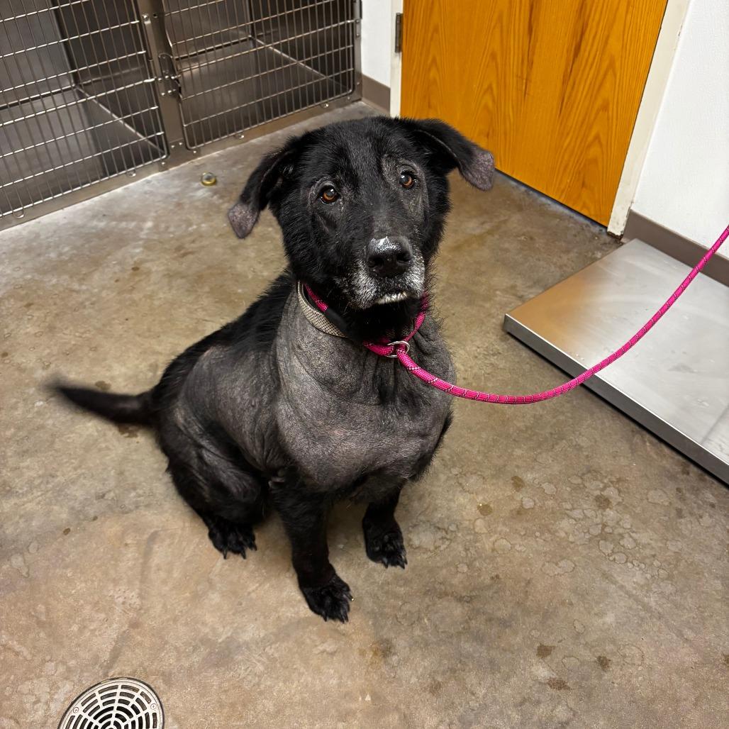 Loki, Adoptable, Senior Male Black Labrador Retriever & German Shepherd Dog.