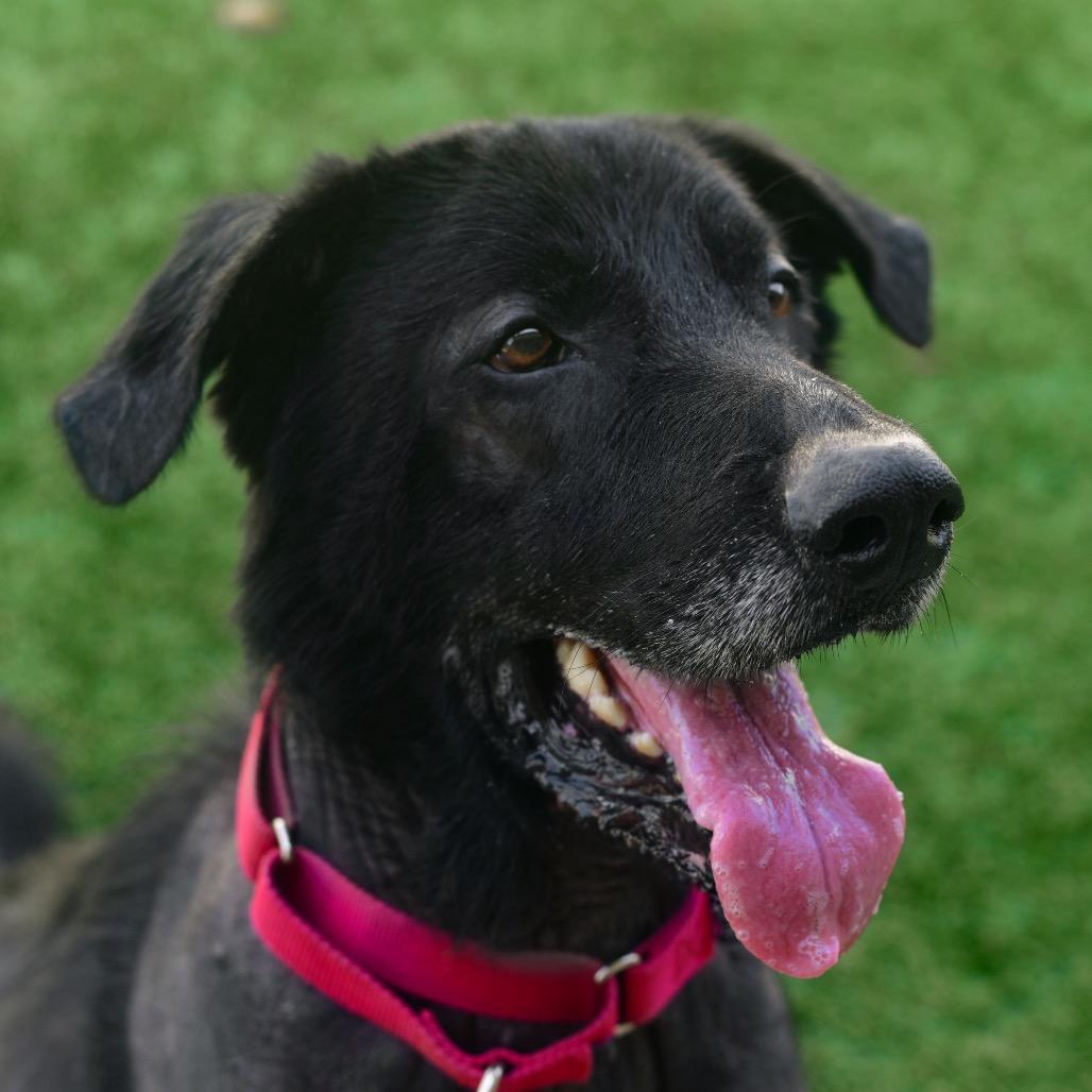 Loki, a Adoptable mixed breed in Ottawa, KS image 2/3
