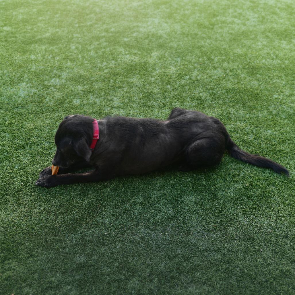 Loki, a Adoptable mixed breed in Ottawa, KS image 3/3