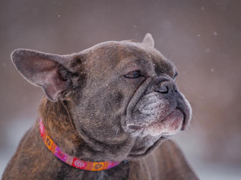 Enlarge Anna, a ADOPTABLE French Bulldog in Pointe-Fortune, QC image 1/4