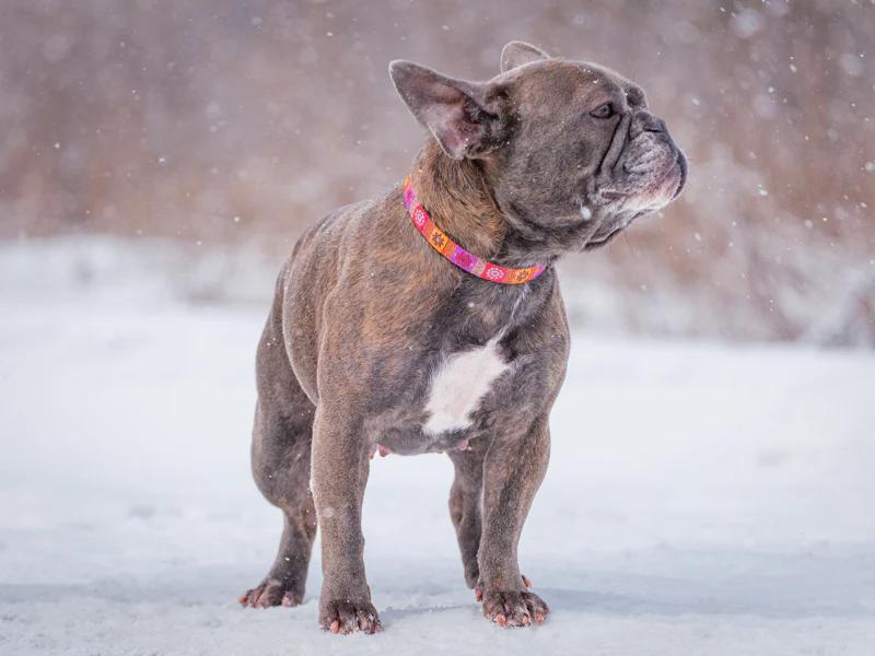 Enlarge Anna, a ADOPTABLE French Bulldog in Pointe-Fortune, QC image 3/4