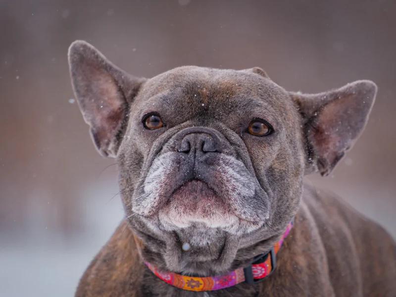 Enlarge Anna, a ADOPTABLE French Bulldog in Pointe-Fortune, QC image 4/4