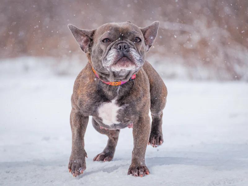 Enlarge Anna, a ADOPTABLE French Bulldog in Pointe-Fortune, QC image 2/4