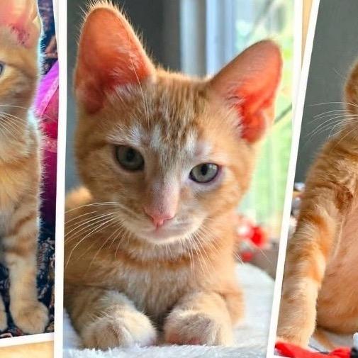 Enlarge Sunbeam, a Adoptable Domestic Short Hair in Orangevale, CA image 1/4