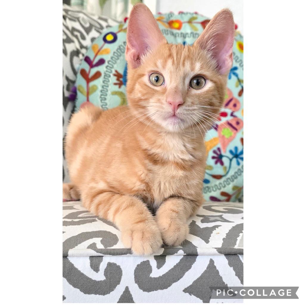 Enlarge Sunbeam, a Adoptable Domestic Short Hair in Orangevale, CA image 2/4
