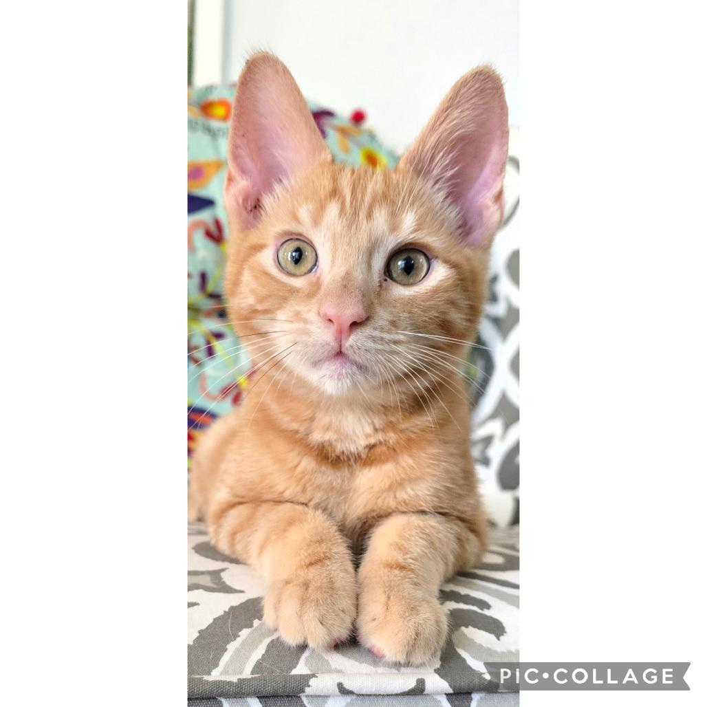 Enlarge Sunbeam, a Adoptable Domestic Short Hair in Orangevale, CA image 3/4