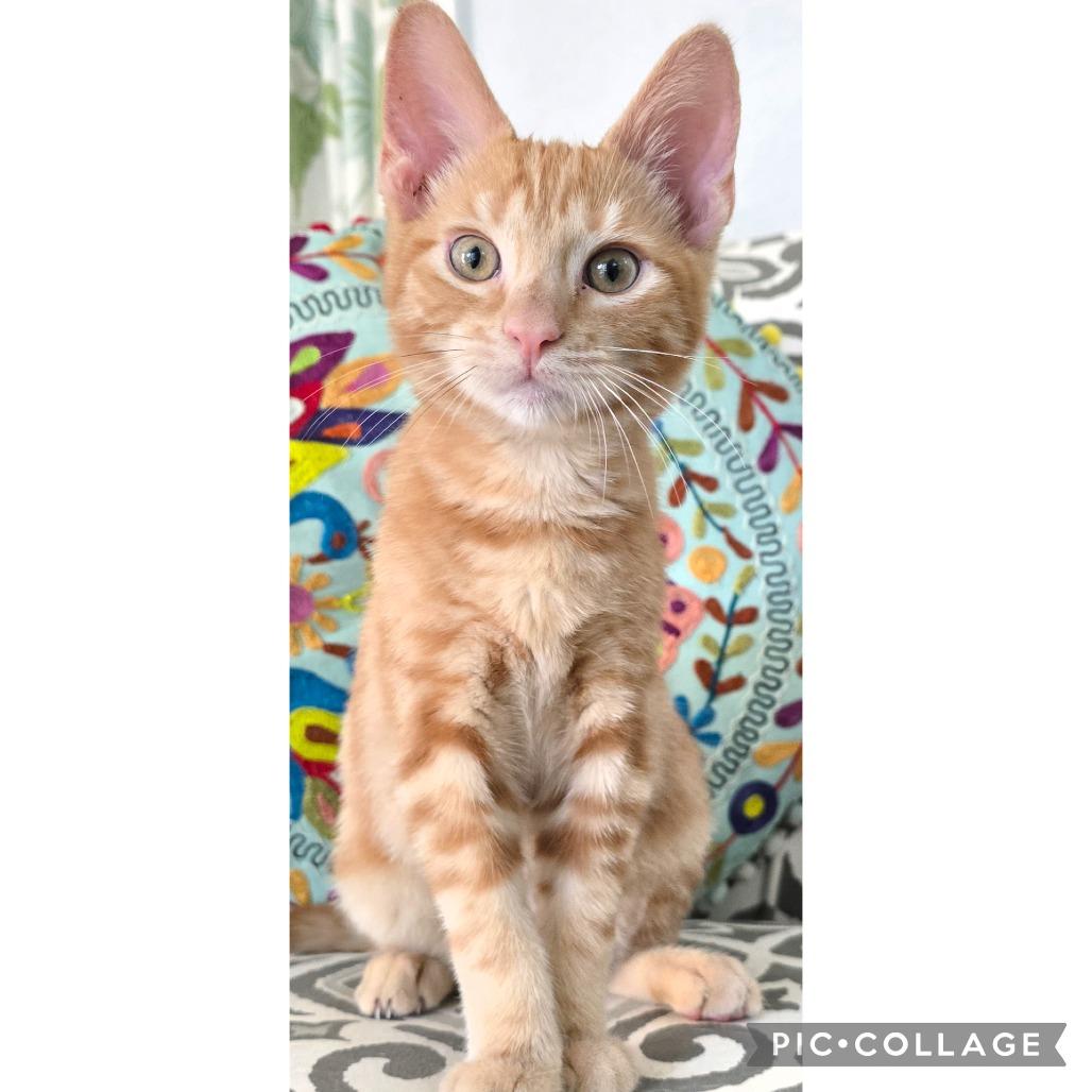 Enlarge Sunbeam, a Adoptable Domestic Short Hair in Orangevale, CA image 4/4